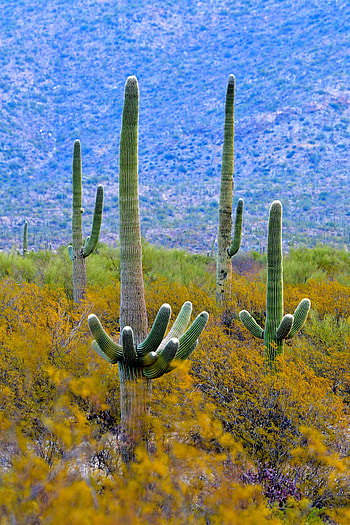 Nature, Cactuses, Bush, Plant, Branches HD phone wallpaper