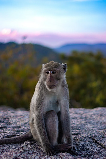 MAYMUN, SKY, MONKEY HD phone wallpaper