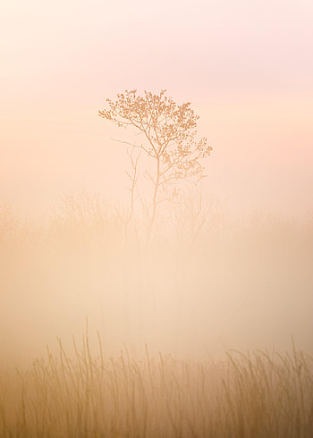 Nature, Grass, Wood, Tree, Fog, Turbid HD phone wallpaper