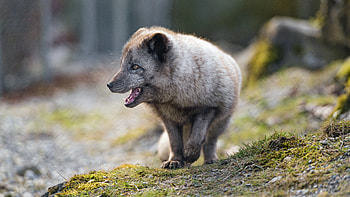 Animals, Predator, Animal, Protruding Tongue, Tongue Stuck Out, Arctic Fox, Profile HD wallpaper
