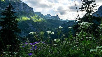 Wildflowers In An Alpine Landscape In Le Grammont, Switzerland, blossoms, clouds, trees, sky, alps, mountains HD wallpaper