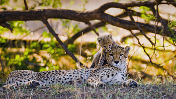 Cheetah With Cub Is Lying Down On Grass In Tree Branches Background Cheetah HD wallpaper