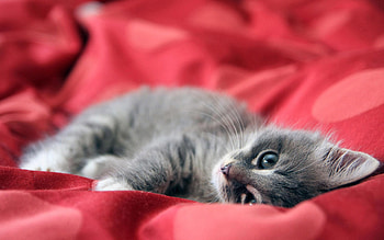 Lovely kitty cubs, Feline friendship, Fanpop's cuties, Heartwarming moments HD wallpaper
