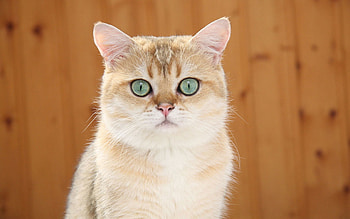 Animals, Sight, Opinion, Blue Eyes, Red Cat HD wallpaper