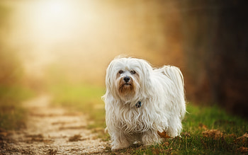 Havanese Dog Breed, animals, havanese, dog HD wallpaper