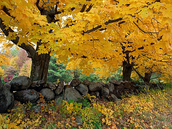 Nature, Trees, Autumn, Leaves HD wallpaper