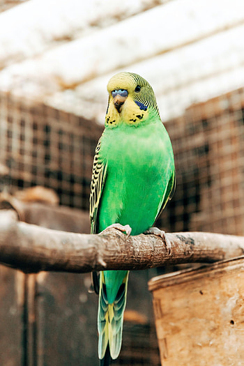 Animals, Parrots, Bright, Bird, Budgerigar, Wavy Parrot HD phone wallpaper