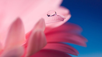 Macro, dewdrop, flower HD wallpaper