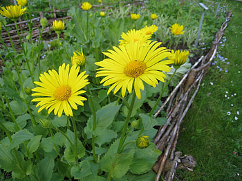Yellow Marguerite, yellow, green, marguerite, flowers, grass, spring HD wallpaper