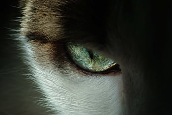 Intense close-up of a cat's eye showing detailed texture and color. HD wallpaper