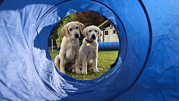 Marley and Me: The Puppy Years, Fun-filled adventure, Adorable puppies, Family-friendly HD wallpaper