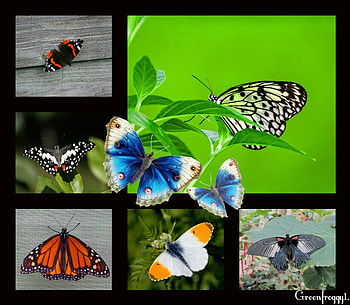 BEAUTIFUL BUTTERFLIES, BEAUTIFUL, COLLAGE, BUTTERFLIES HD wallpaper