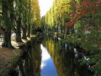 River of Trees, trees, river, leaves, water HD wallpaper