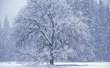 snowing scenery, Snowfall background, Winter's serenade, Snowflakes falling HD wallpaper