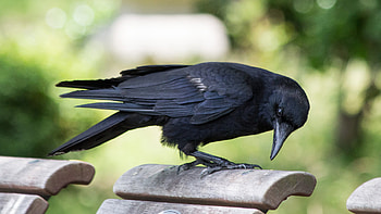 Corvus kubaryi, Crows HD wallpaper