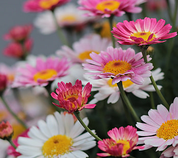 Pink daisies, meadow, flowers, spring HD wallpaper