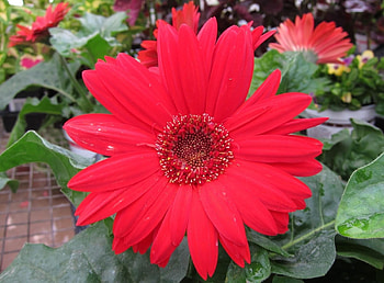 Flowers, Leaves, Flower, Close-Up, Garden, Gerbera HD wallpaper