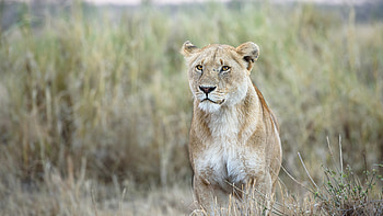 Lion In Forest HD wallpaper