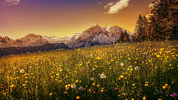 Dandelions in Swiss Mountains, mountains, blossoms, colors, landscape, flowers, sky, sunset HD wallpaper