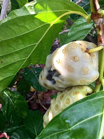 Noni Fruit, Caribbean fruit, St John villas, Starvation fruit HD phone wallpaper