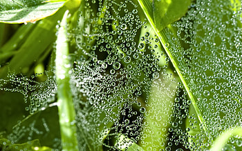 Background, Drops HD wallpaper