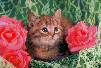 precious kitty, sweet, cat, nature, adorable, loveable, wild HD wallpaper