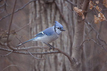 Blue Jay: Majestic Bird in Natural Habitat, Animal, blue jay HD wallpaper
