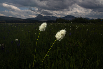 Landscape, Nature, Flowers, Grass, Lawn, Wild HD wallpaper