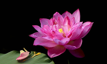 Lotus, pink, leaves, flower HD wallpaper