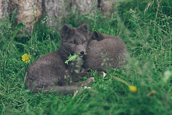 Animals, Grass, Lies, Arctic Fox HD wallpaper