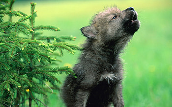 Animals, Wolfs HD wallpaper