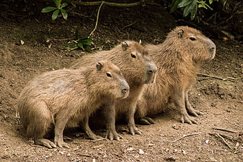 Capybara background , Visual delight, Animal aesthetics, Natural beauty HD wallpaper