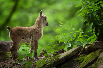 Animals, Trees, Grass, Forest, Kid, Goat HD wallpaper