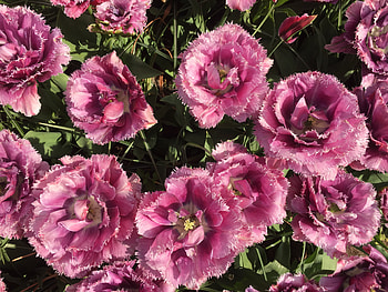 Flowers, Tulips, Flower Bed, Flowerbed, Buds HD wallpaper