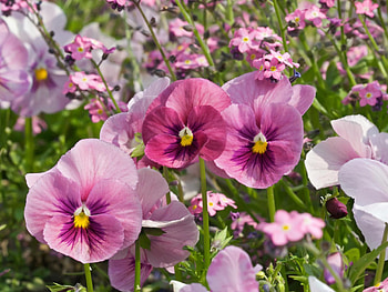 Pink Flowers in the field., 88, 77, 22, Pink HD wallpaper