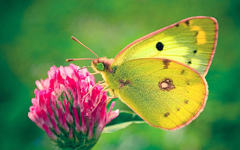 Grass, Patterns, Plant, Macro, Insect, Butterfly, Clover HD wallpaper