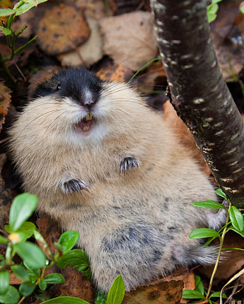 Lemming, Colorful flowers, Lemming friends, Cute rodents HD phone wallpaper