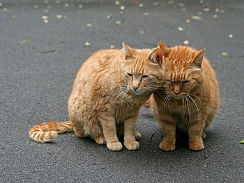 Animals, Cats, Couple, Pair, Care, Tenderness HD wallpaper