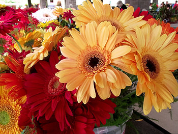 Flowers, Gerberas, Bright, Beauty, Bouquet HD wallpaper