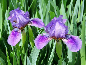 Iris Garden, graphy, Summer, Iris, Flowers, Nature, Garden HD wallpaper