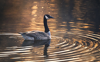 Canadian Goose, goose, Germany, bird, water HD wallpaper