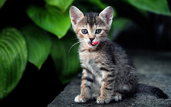 Animals, Leaves, Plant, Kitty, Kitten, Striped HD wallpaper