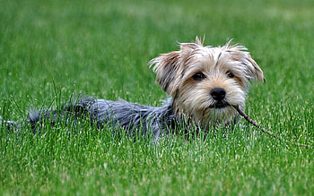 Dog in the grass, animal, dog, puppy, loyal, grass, friend, pet HD wallpaper
