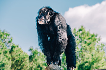 Chimps as pets, Chimpanzee sanctuary, Wildlife conservation HD wallpaper