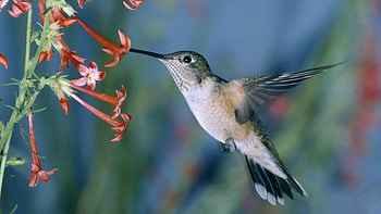Animals, Flowers, Humming-Birds, Bird, Wave, Sweep HD wallpaper