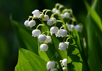 Lily of the Valley , Earth's beauty, Stunning visuals HD wallpaper
