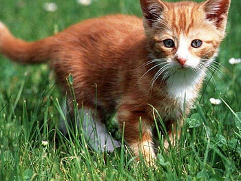Kitten strolling in park, kitten, cat, park HD wallpaper