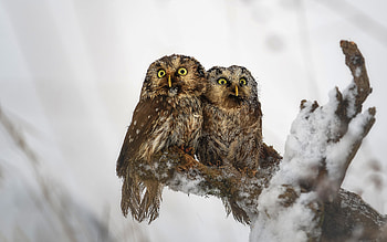 Owls, animal, nature, bird, owl HD wallpaper