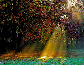 sun rays, rays, trees, nature, sun HD wallpaper