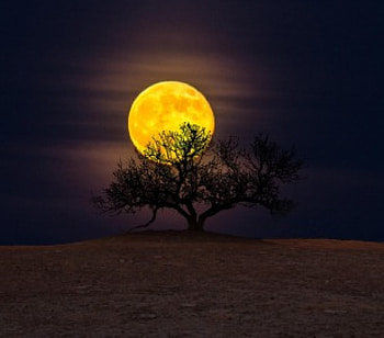 Romantic Landscape, landscape, romantic, moon, tree HD wallpaper